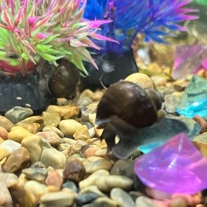 Three Juvenile Wild Brown Mystery 🐌